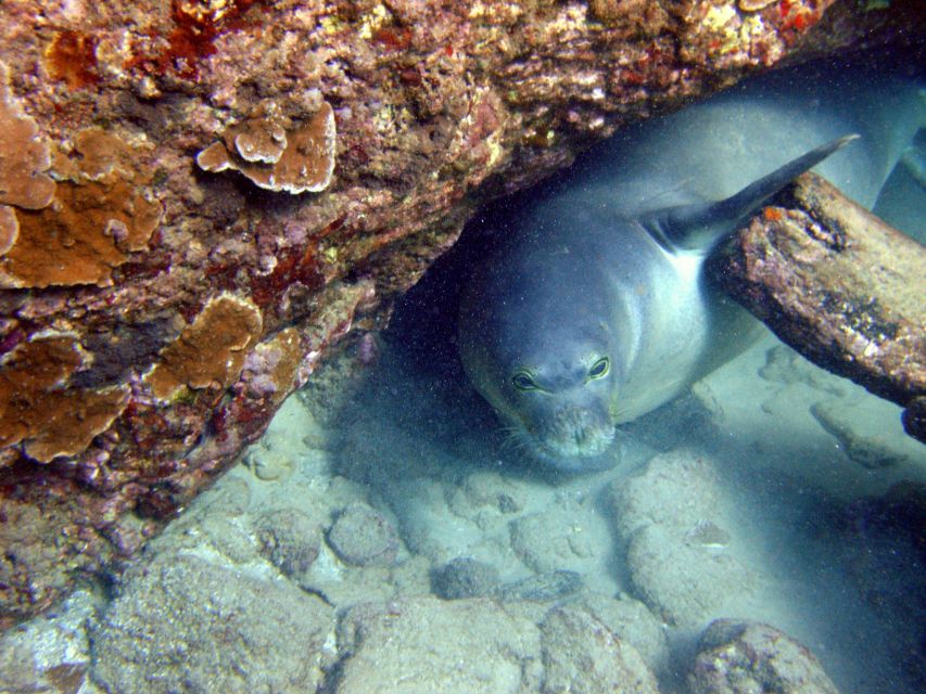 Kayak and Snorkel West Maui at Olowalu - What to bring and how to prepare
