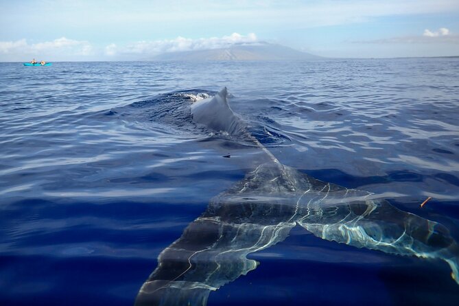 Kayak and Whale Watching Tour - Paddling out from Makena Landing at 7:00 am
