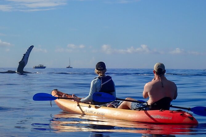 Kayak and Whale Watching Tour - What the three-hour outing feels like