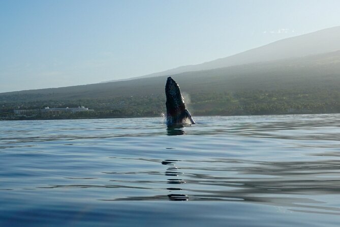 Kayak and Whale Watching Tour - Who should book this kayak tour?
