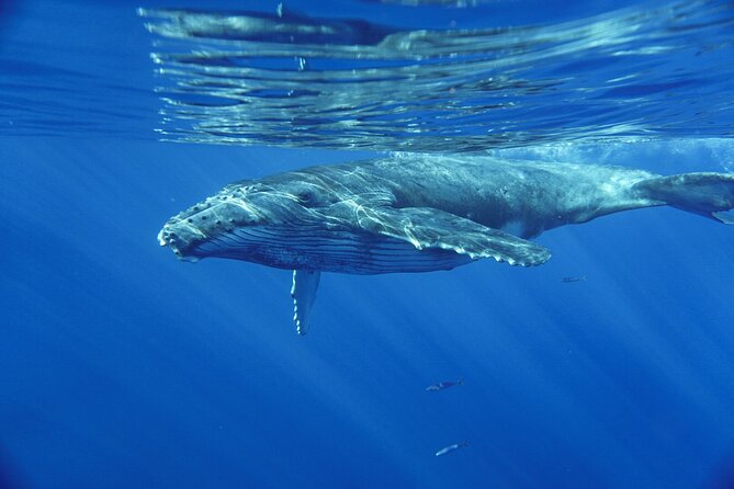 Kayak and Whale Watching Tour - Useful planning details before you book