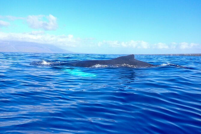 Kayak and Whale Watching Tour - My verdict: a strong choice for an active whale outing