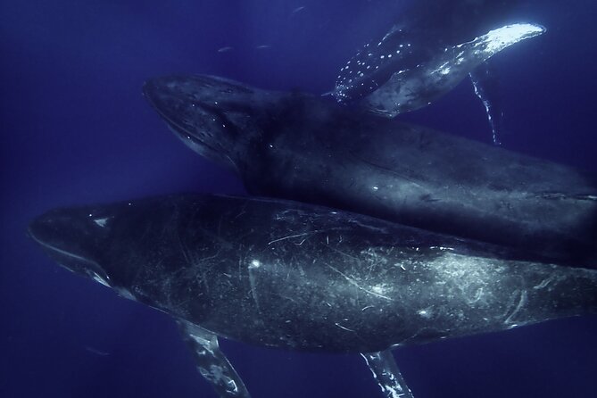 Kayak and Whale Watching Tour - Chris makes the difference