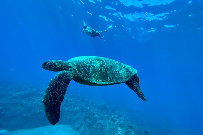 Kayak & Turtle Town Snorkel(Turtles Guaranteed) + Whale Watching - Why the small group makes a difference
