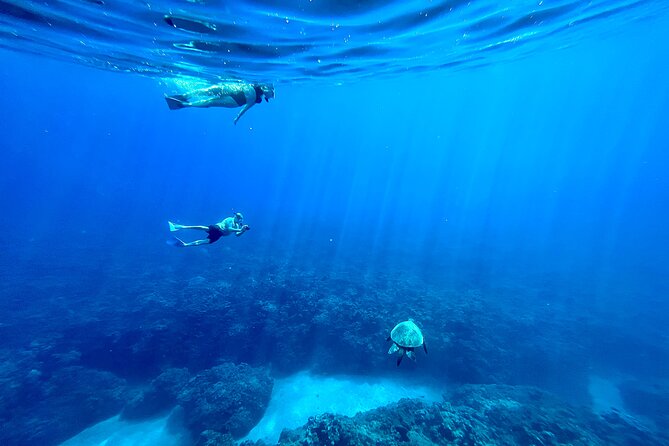 Kayak & Turtle Town Snorkel(Turtles Guaranteed) + Whale Watching - Snorkeling at the turtle cleaning station