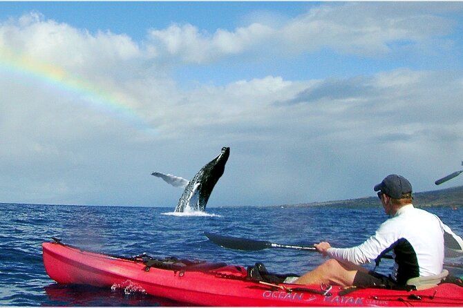 Kayak, Whale Watch and Snorkel - What the three-and-a-half-hour morning includes