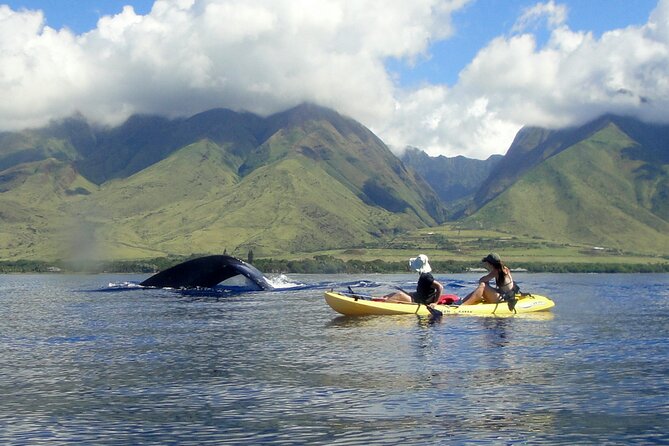 Kayak, Whale Watch and Snorkel - Olowalu Reef, turtles, and tropical fish