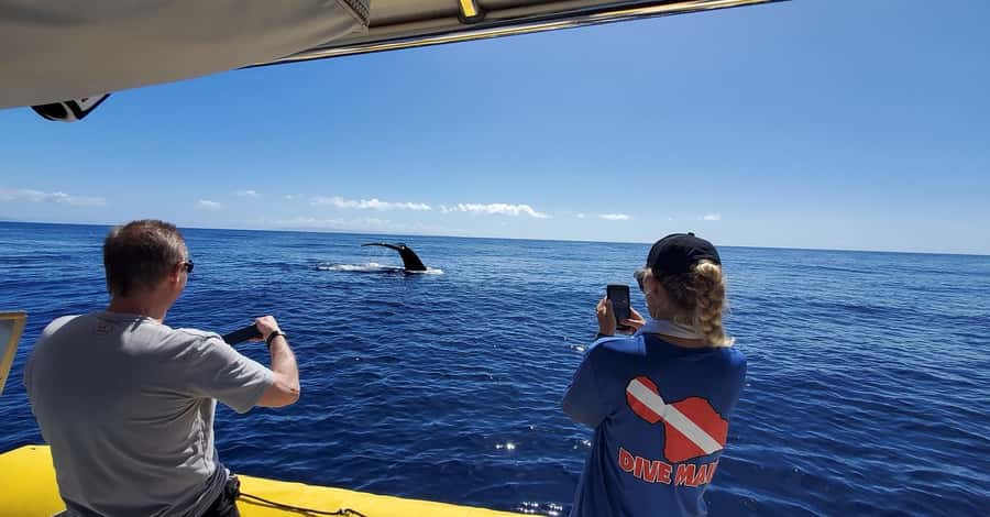 Lahaina: Day or Sunset Whale Watching Tour with Naturalist - Key points to know before you book
