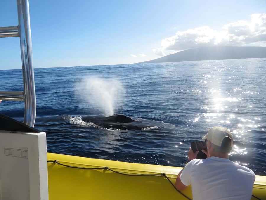 Lahaina: Day or Sunset Whale Watching Tour with Naturalist - Why the small raft changes the whale watch
