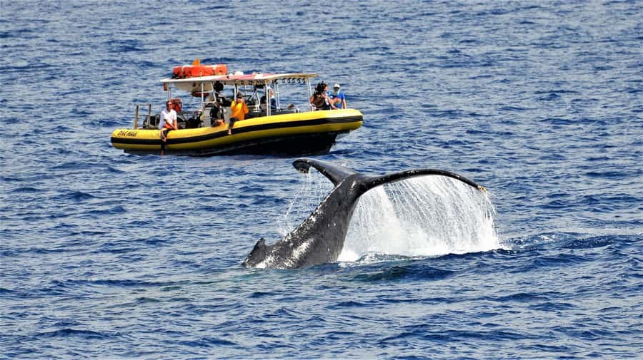 Lahaina: Day or Sunset Whale Watching Tour with Naturalist - Finding humpbacks in Maui’s winter waters