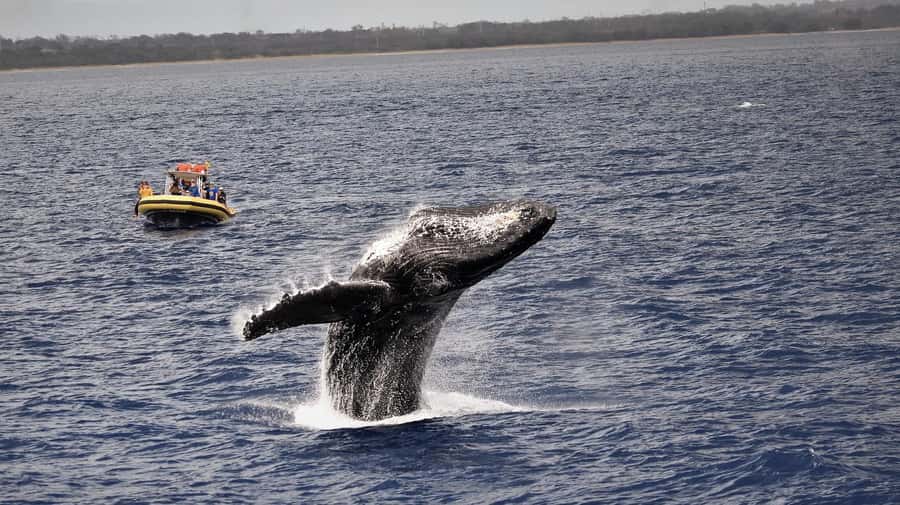 Lahaina: Day or Sunset Whale Watching Tour with Naturalist - Leaving Lahaina for the Auau Channel