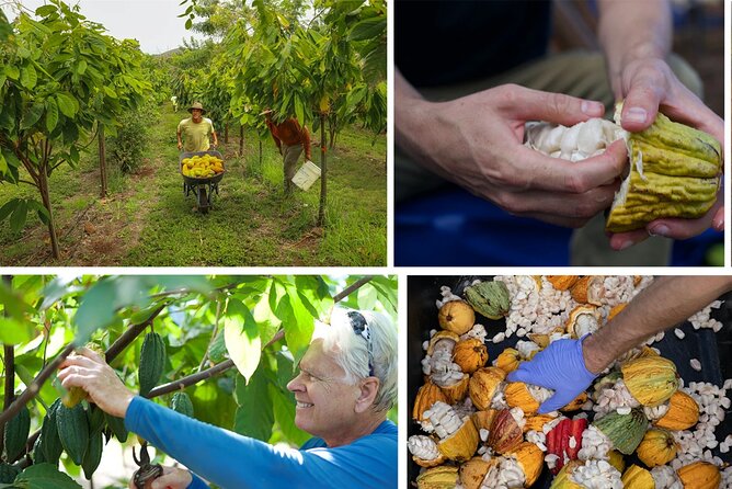Lahaina: Maui Ku'ia Estate Guided Cacao Farm Tour and Tasting - Starting at the Lahaina chocolate factory