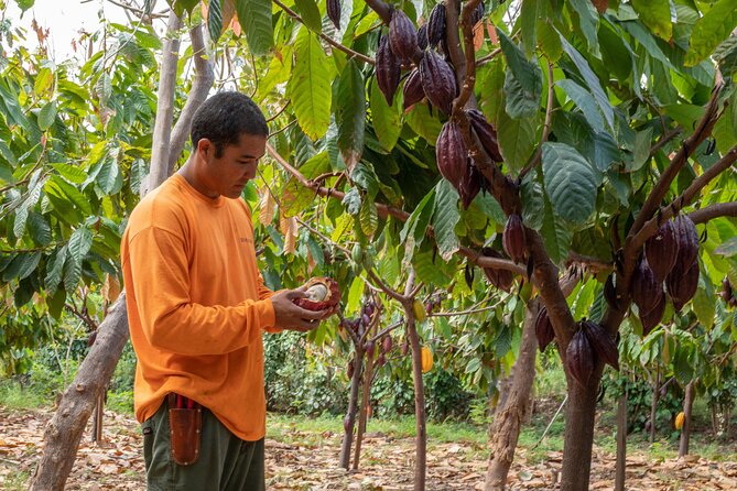 Lahaina: Maui Ku'ia Estate Guided Cacao Farm Tour and Tasting - Learning how cacao becomes a chocolate bar