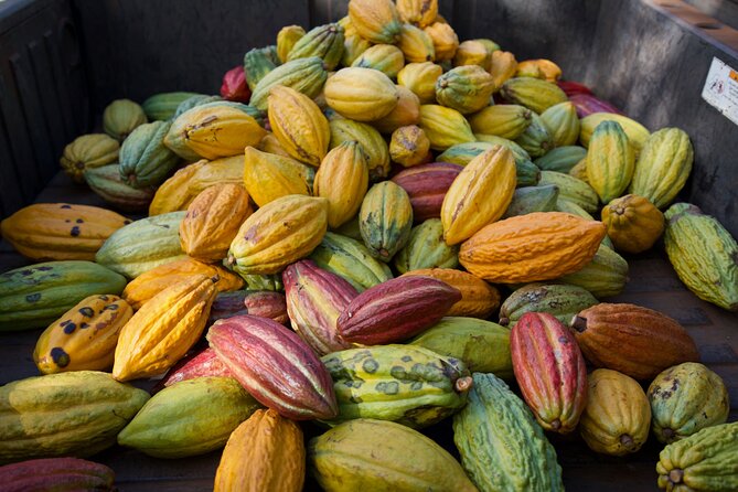 Lahaina: Maui Ku'ia Estate Guided Cacao Farm Tour and Tasting - Climbing to the treehouse tasting