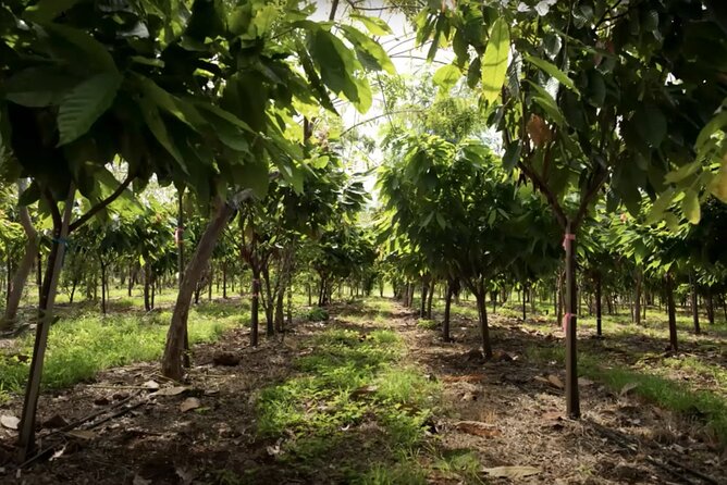 Lahaina: Maui Ku'ia Estate Guided Cacao Farm Tour and Tasting - Who will enjoy the Ku’ia Estate tour