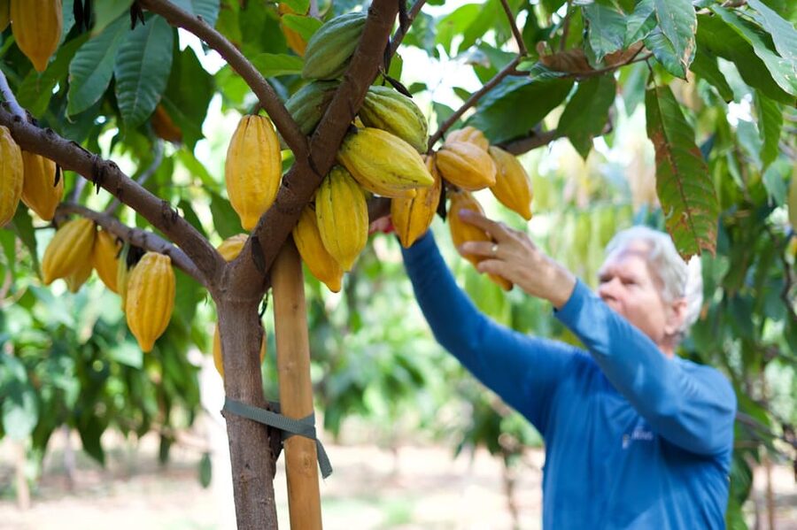 Lahaina: Maui Ku'ia Estate Guided Cacao Farm Tour & Tasting - Walking among cacao trees for about 45 minutes