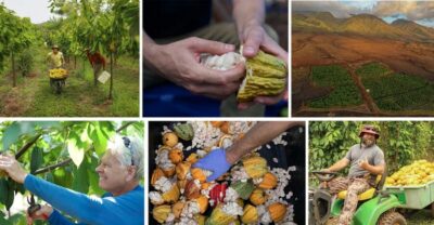 Maui Ku’ia Estate Guided Cacao Farm Tour & Tasting