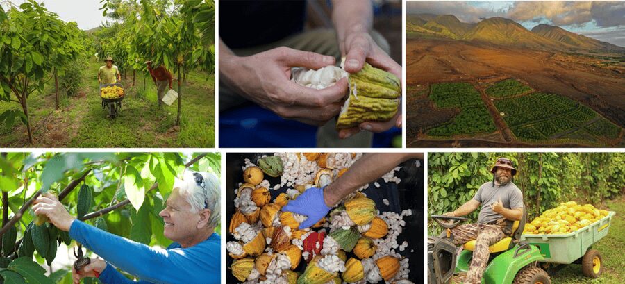 Lahaina: Maui Ku'ia Estate Guided Cacao Farm Tour & Tasting - Who will enjoy this Maui chocolate tour