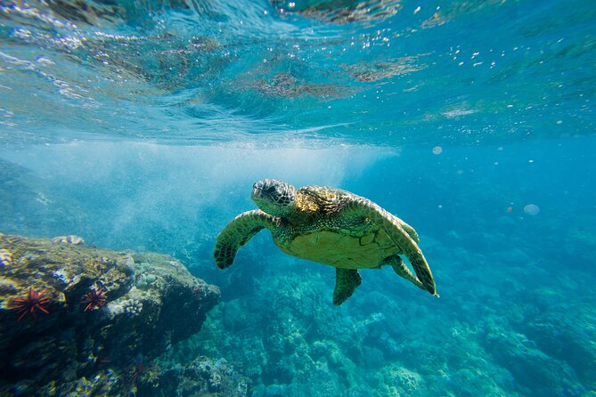 Lāna'i Coast Snorkel and Sail - Key Points at a Glance
