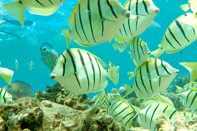 Lana'i Snorkel And Dolphin Quest with Maui Turtle Spot Tour - Weather, Cancellations, and Booking Details