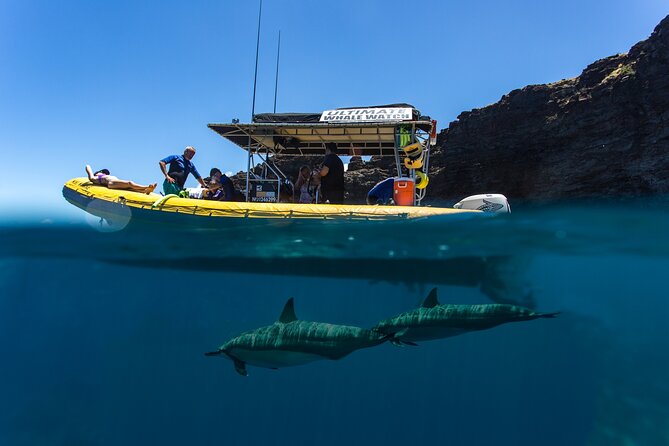 Lanai Deluxe Dolphin Adventure & 3 Snorkel Sites - Stop two: reefs, turtles, and small marine life