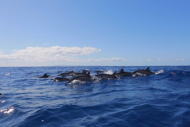 Lanai Deluxe Dolphin Adventure & 3 Snorkel Sites - A possible third stop, plus dolphin searching