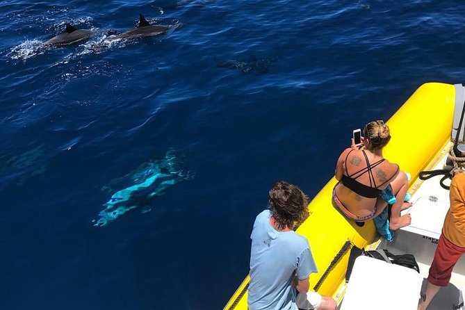 Lanai Deluxe Dolphin Adventure & 3 Snorkel Sites - Meals, drinks, and what is included