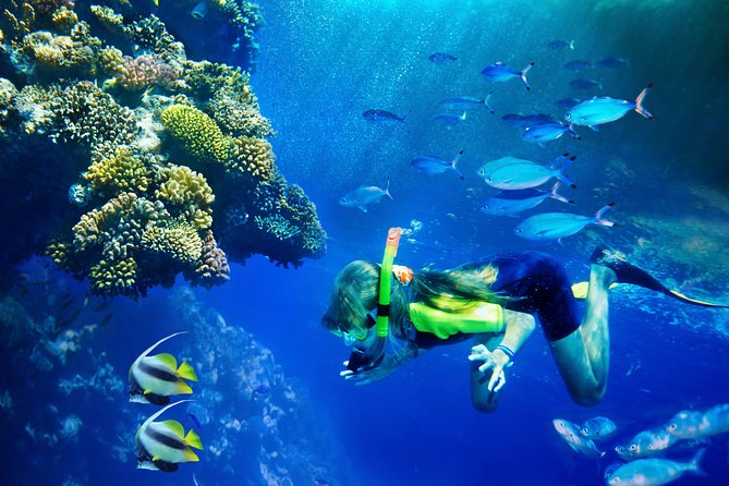 Lanai Snorkel and Dolphin Watch from Maalaea - Key points to know before booking
