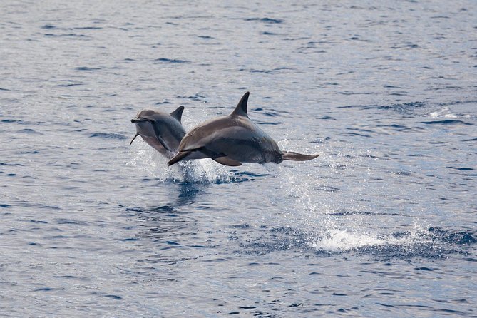 Lanai Snorkel and Dolphin Watch from Maalaea - Breakfast, lunch, and the value of the $183.25 fare