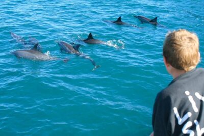 Lanai Snorkel and Dolphin Watch from Maalaea
