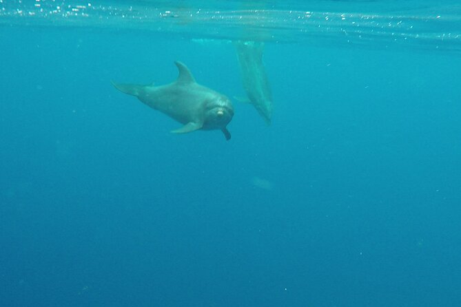 Lanai Snorkeling Half Day with Sea Scooter - Price, taxes, and possible add-ons