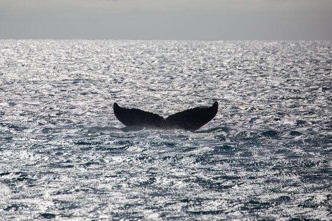 Luxury Catamaran Whale Watch - Two Hours on Maui’s Humpback Waters