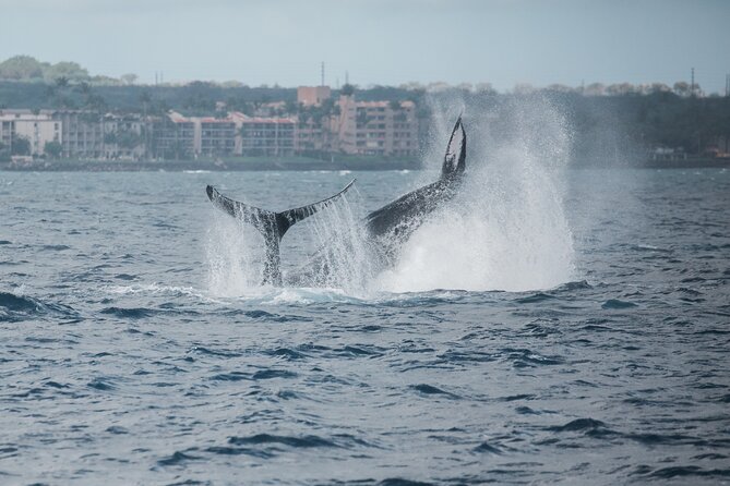 Luxury Catamaran Whale Watch - Listening to Whales Through the Hydrophone