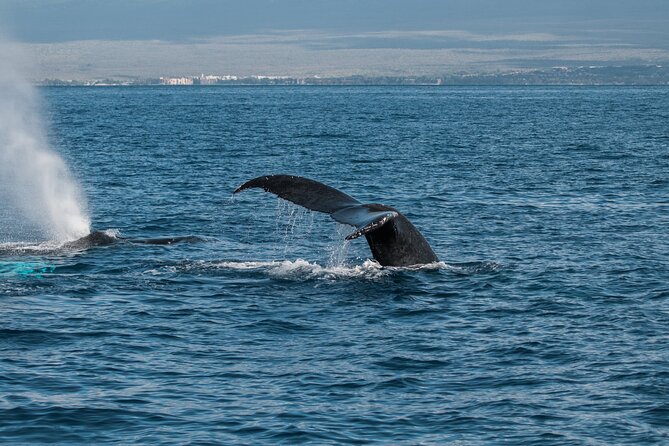 Luxury Catamaran Whale Watch - Is $119 a Fair Price?
