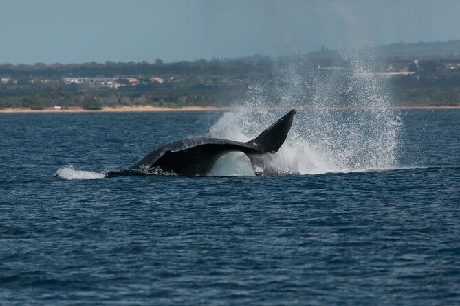 Luxury Catamaran Whale Watch - Who Will Enjoy This Catamaran Most?