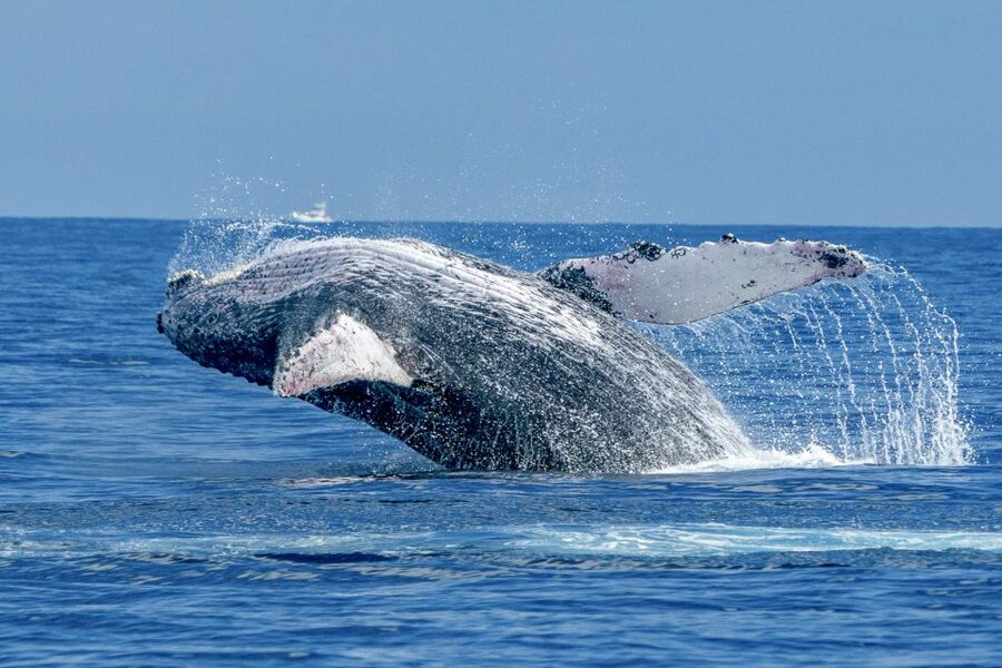 Ma'alaea Harbor: Whale Watching Tour Aboard Power Catamaran - A comfortable two-hour ride on the power catamaran