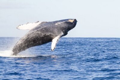 Ma’alaea Harbor: Whale Watching Tour Aboard Power Catamaran