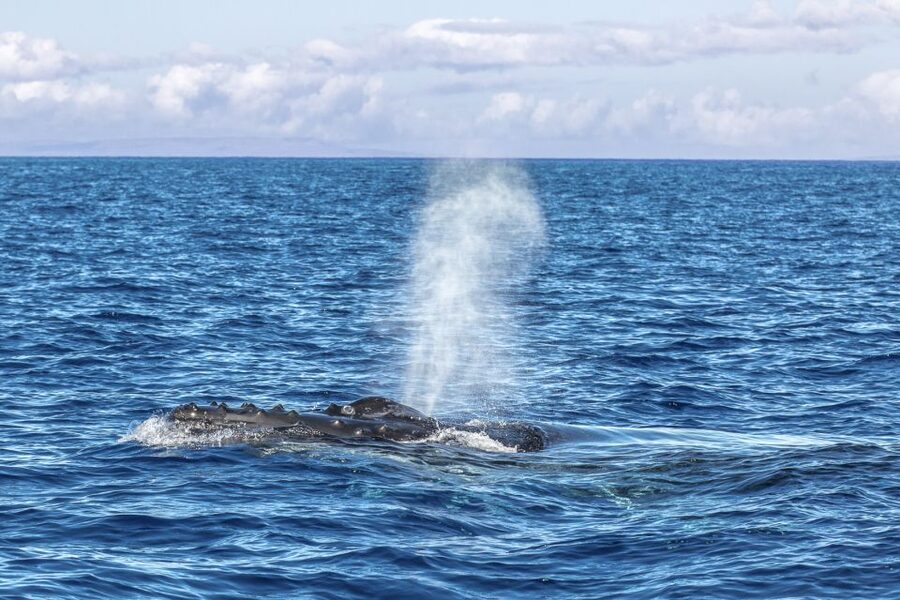Ma'alaea Harbor: Whale Watching Tour Aboard Power Catamaran - Reading the whale behavior