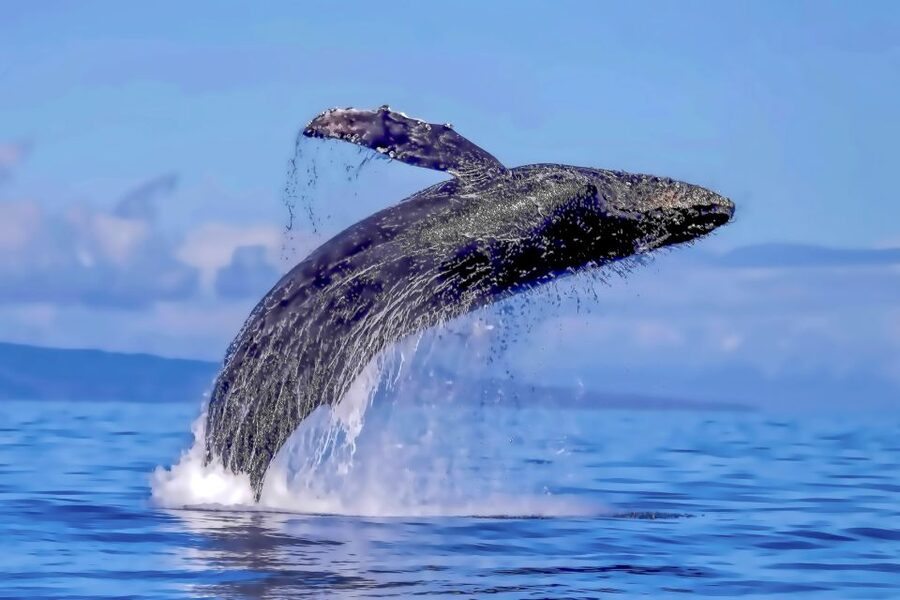 Ma'alaea Harbor: Whale Watching Tour Aboard Power Catamaran - Hearing songs below the boat