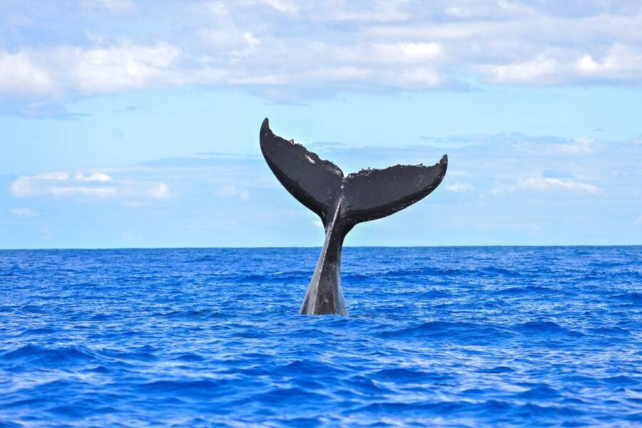 Ma'alaea Harbor: Whale Watching Tour Aboard Power Catamaran - What the full route feels like