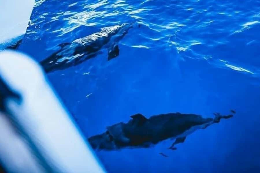 Maalaea: West Maui Snorkeling & Sailing Day Trip with Lunch - Lanai snorkeling and the value of a flexible plan