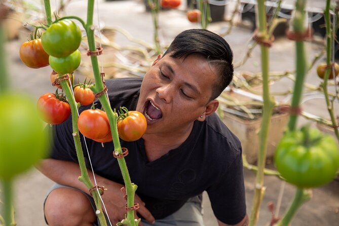 Macnut Tour, Picnic lunch and Maui Bees - A farm-to-table lunch at the end