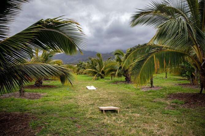 Macnut Tour, Picnic lunch and Maui Bees - Walking among macadamia, coconut, and dragon fruit trees