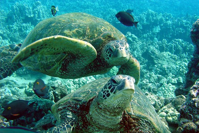 Makena Turtle Town Eco Adventure in Maui - Reaching Turtle Town and its two snorkel sites