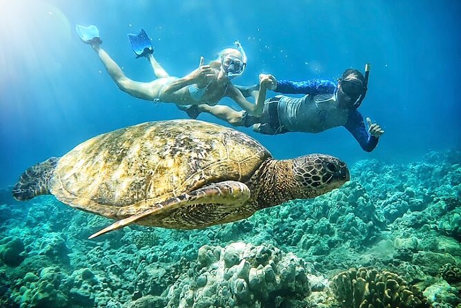 Marine Biologist Guided Snorkel Tour from Shore at Turtle Town - Why Olowalu works better than a boat for some snorkelers