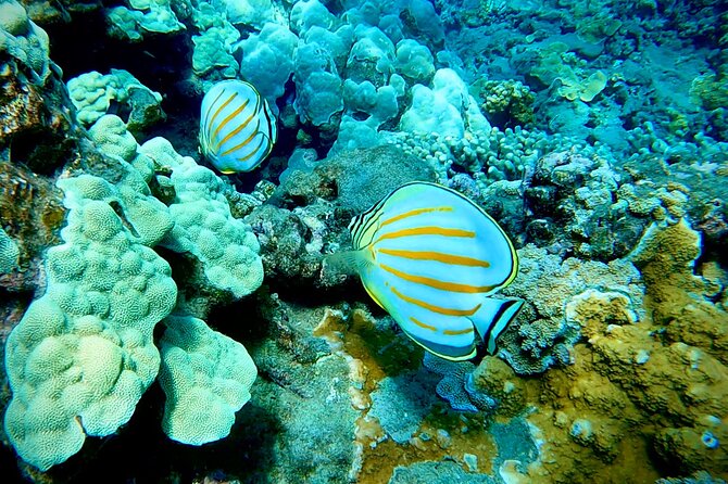 Marine Biologist Guided Snorkel Tour from Shore at Turtle Town - Paul Sandlin and the guide team