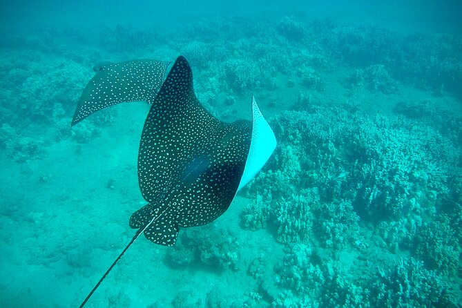 Marine Biologist Guided Snorkel Tour from Shore at Turtle Town - What is included for $119