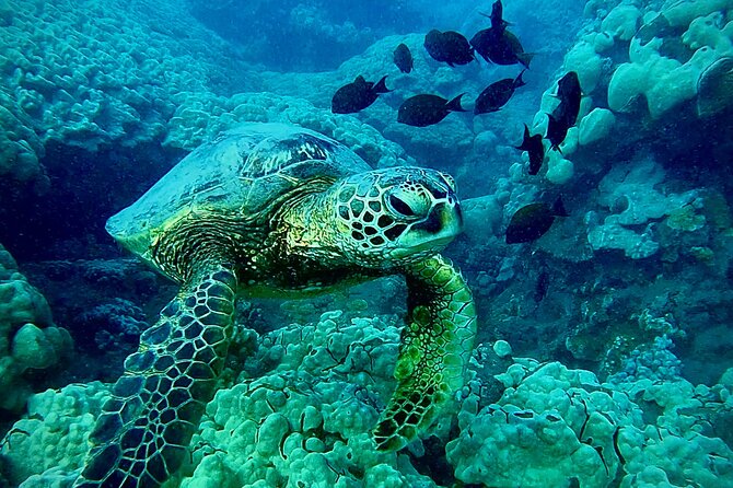 Marine Biologist Guided Snorkel Tour from Shore at Turtle Town - A two-hour morning with no wasted motion