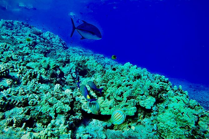 Marine Biologist Guided Snorkel Tour from Shore at Turtle Town - Sea turtles and the cleaning station