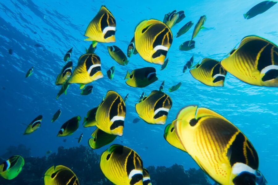 Maui: Beginner Discovery Scuba Dive Excursion from Lahaina - Key points at a glance